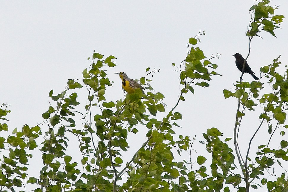 Western Meadowlark - ML620467338