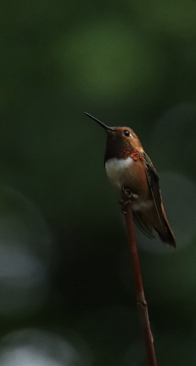 Rufous Hummingbird - ML620467340