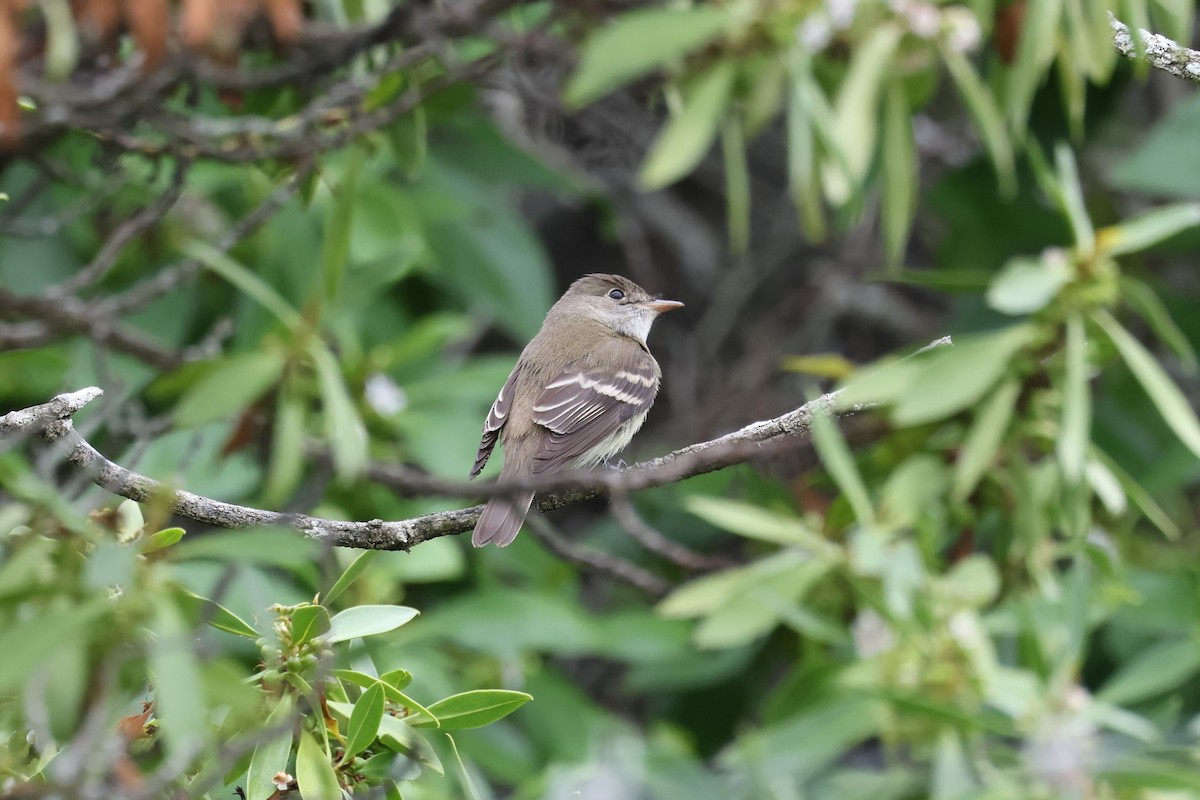 Alder/Willow Flycatcher (Traill's Flycatcher) - Brandon Stidum