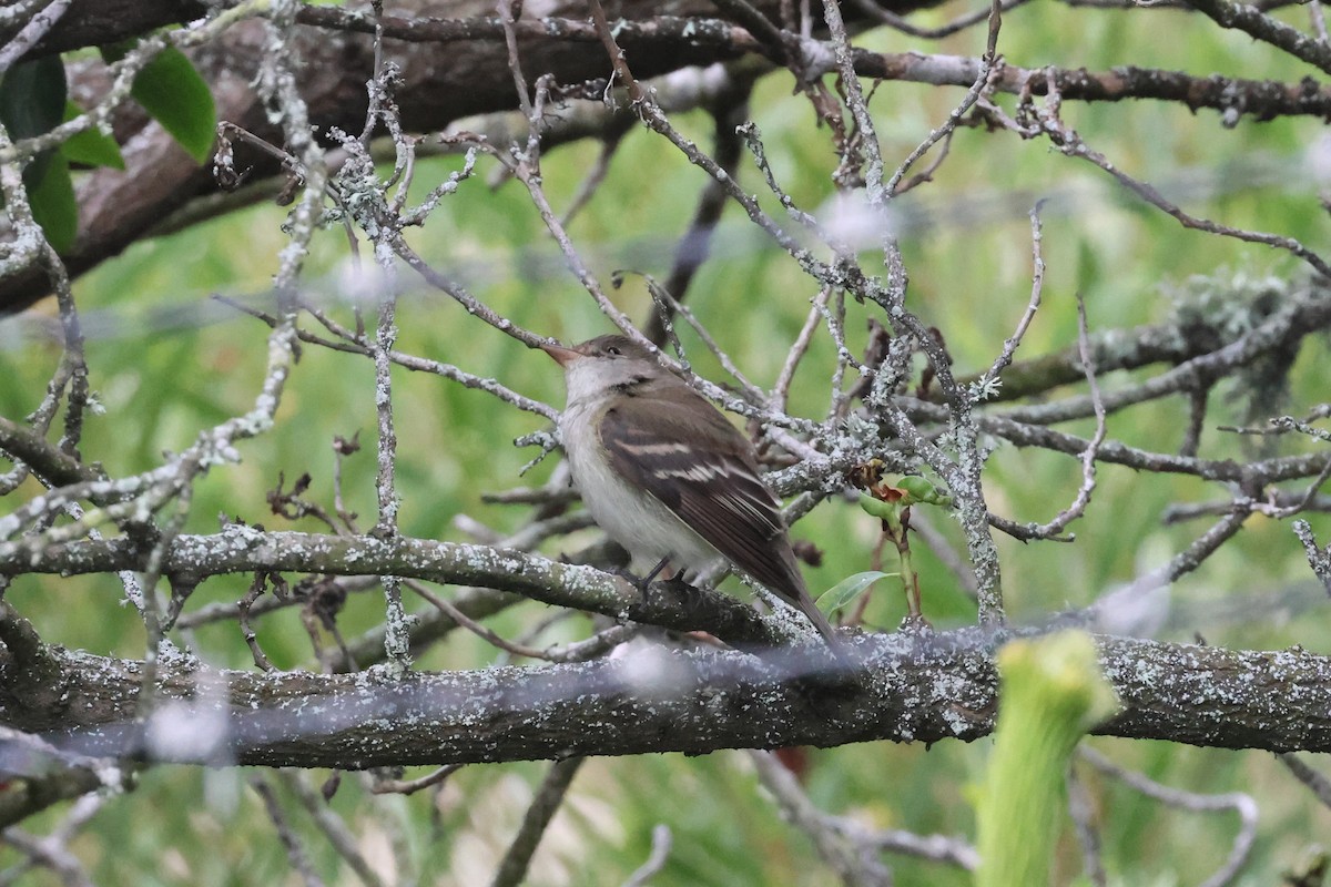 Alder/Willow Flycatcher (Traill's Flycatcher) - ML620467342