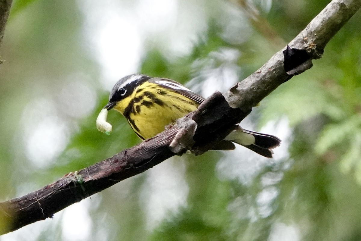 Magnolia Warbler - ML620467343