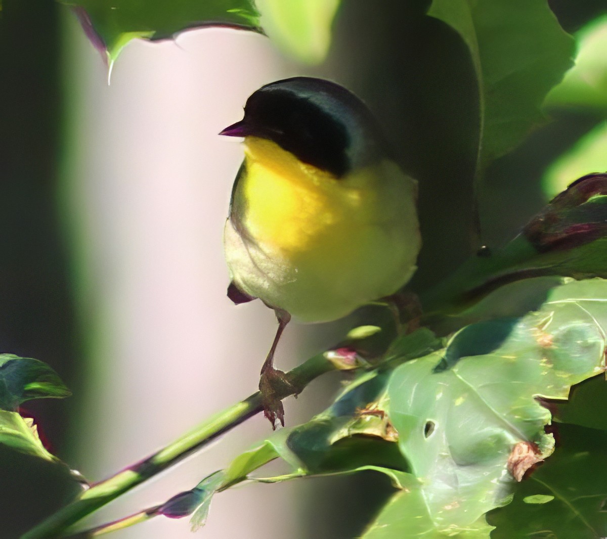 Common Yellowthroat - ML620467346