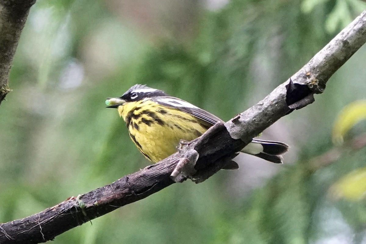 Magnolia Warbler - ML620467347