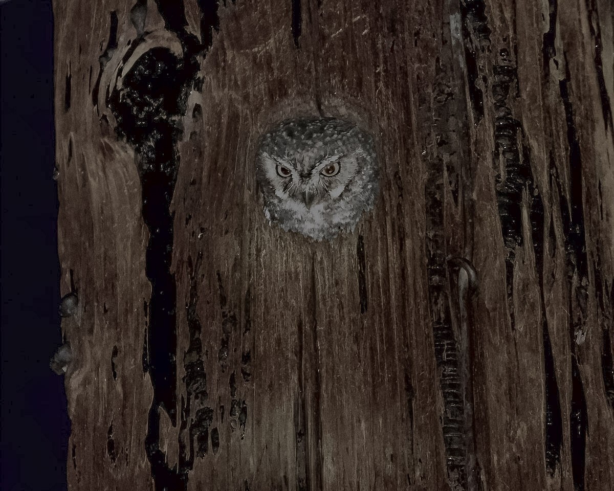 Elf Owl - ML620467348