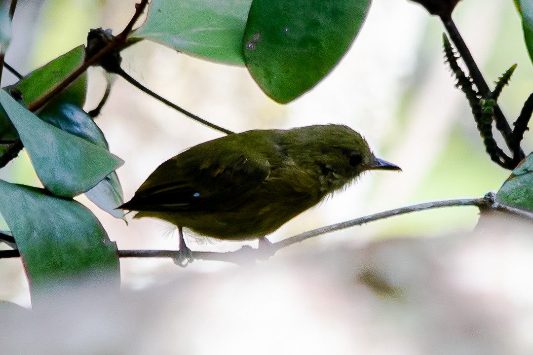 Ochre-bellied Flycatcher - Claudia Andrea Posada Palacio