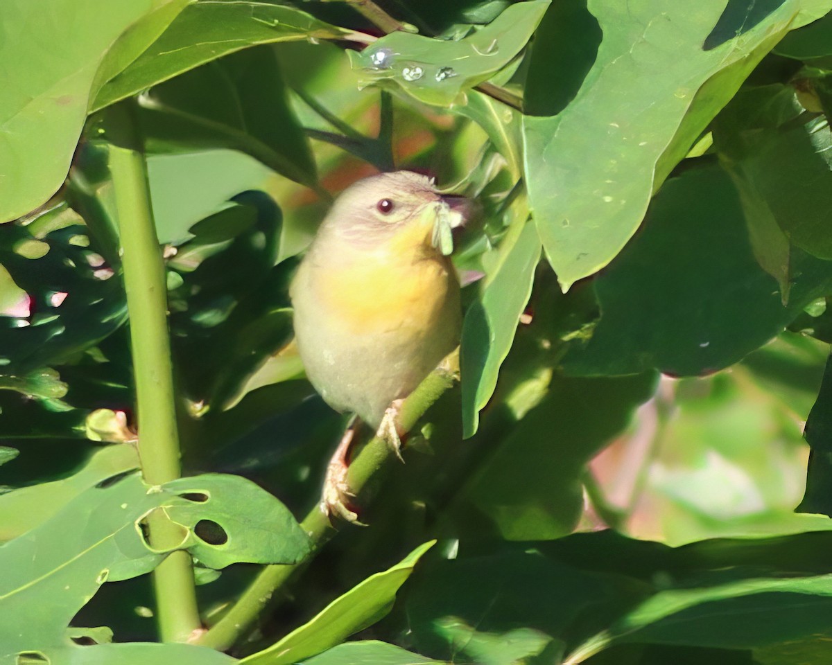 Common Yellowthroat - ML620467351