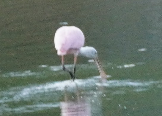 Roseate Spoonbill - ML620467353