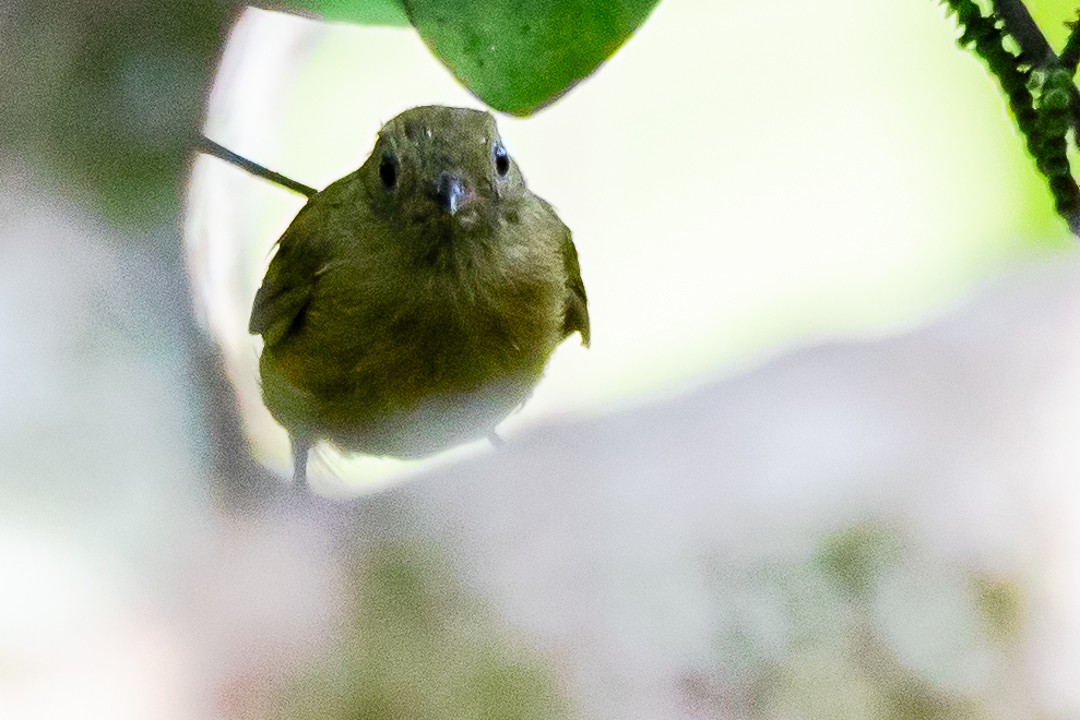 Ochre-bellied Flycatcher - Claudia Andrea Posada Palacio