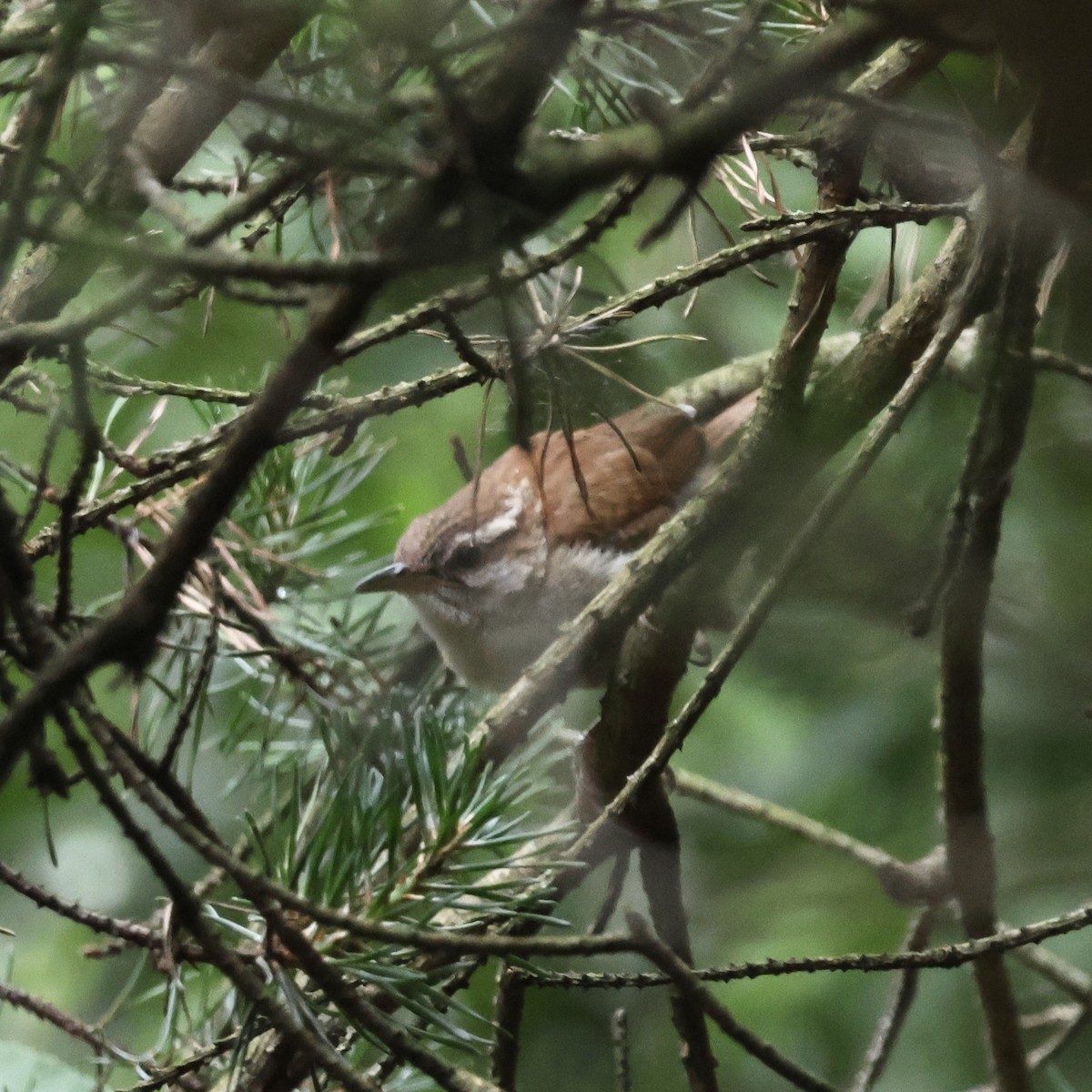 Carolina Wren - ML620467358