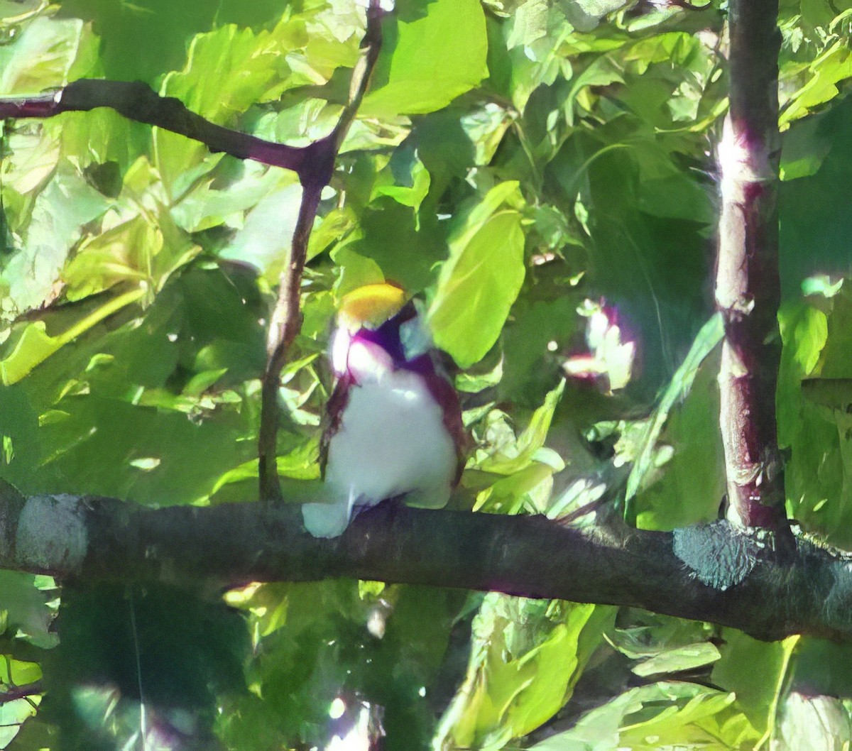 Chestnut-sided Warbler - ML620467361