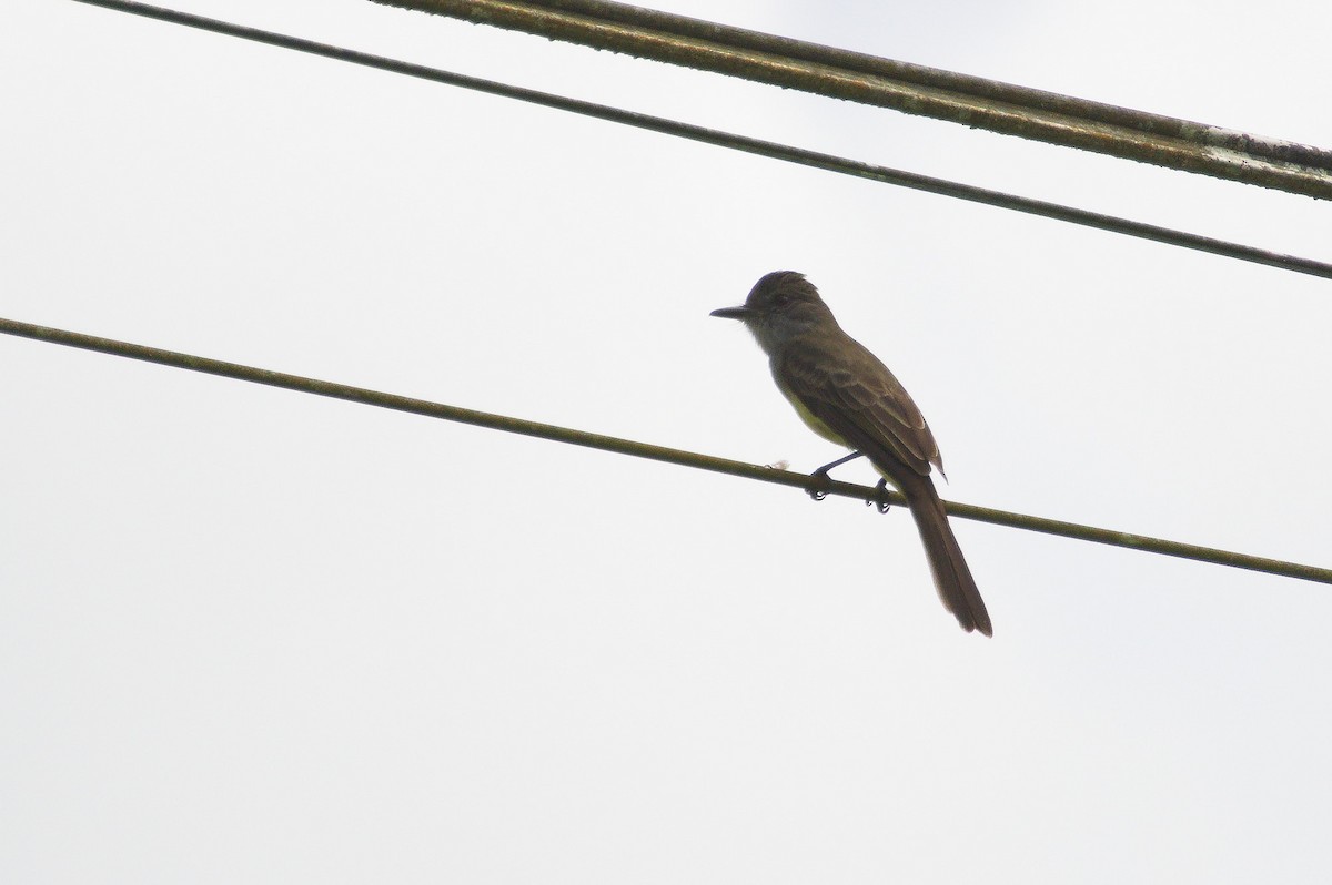 Short-crested Flycatcher - ML620467363