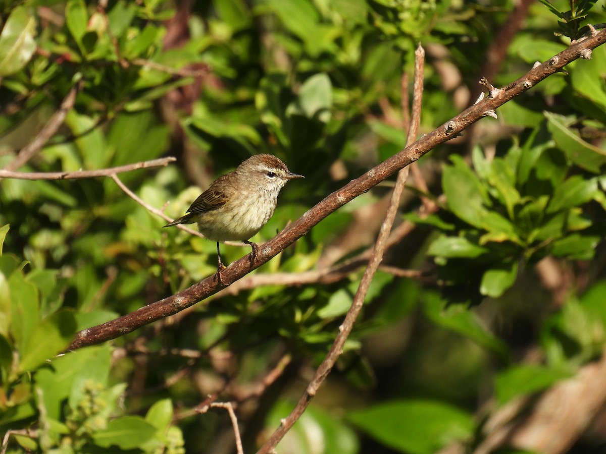 Palm Warbler - ML620467364