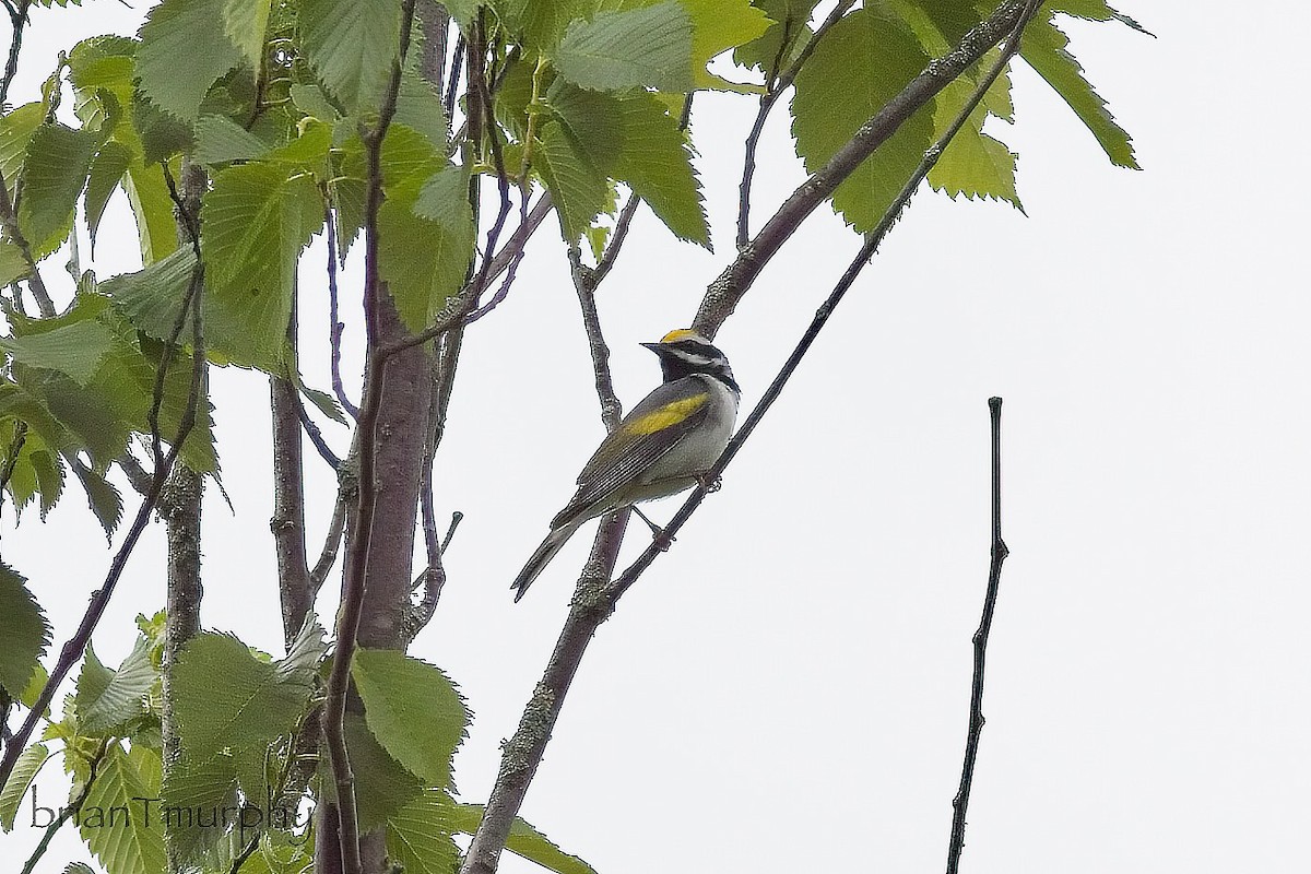 Paruline à ailes dorées - ML620467371