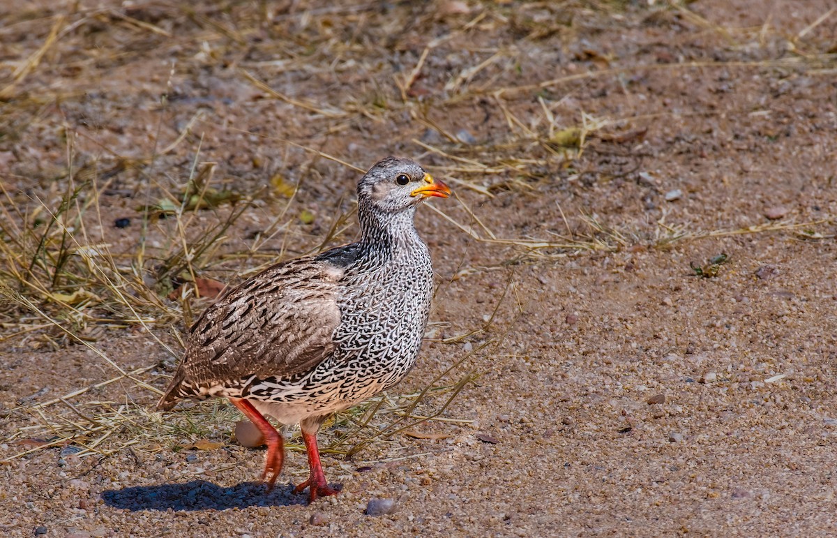 Natal Spurfowl - Jim Merritt