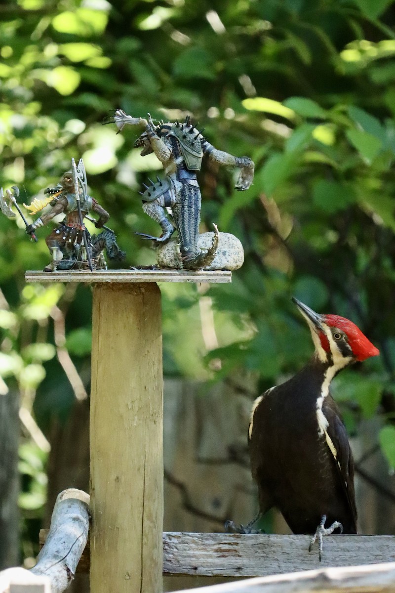 Pileated Woodpecker - ML620467380