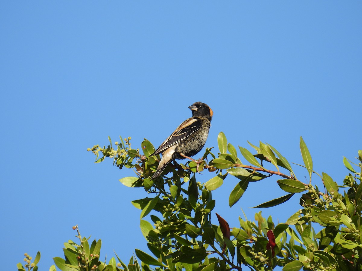 Bobolink - ML620467383