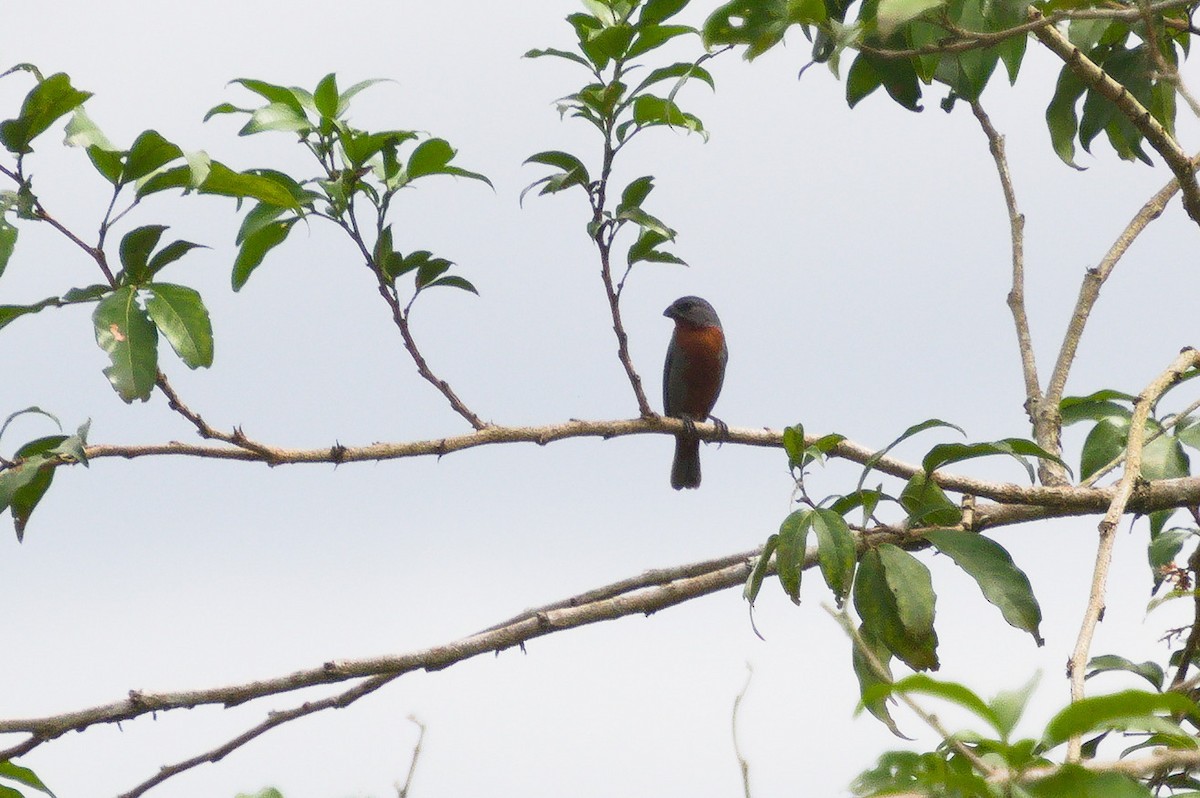 Chestnut-bellied Seedeater - ML620467384