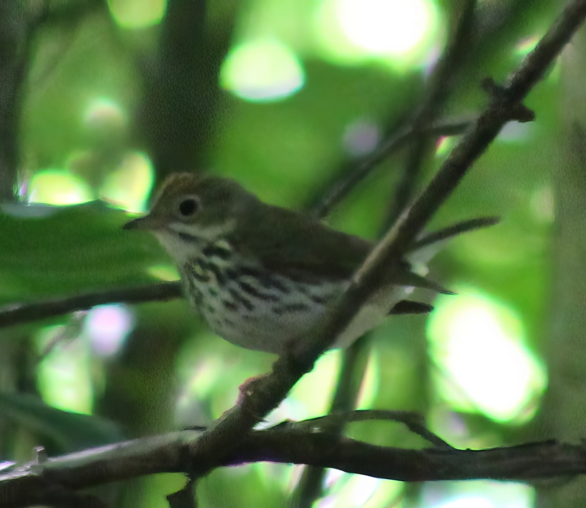 Ovenbird - ML620467385