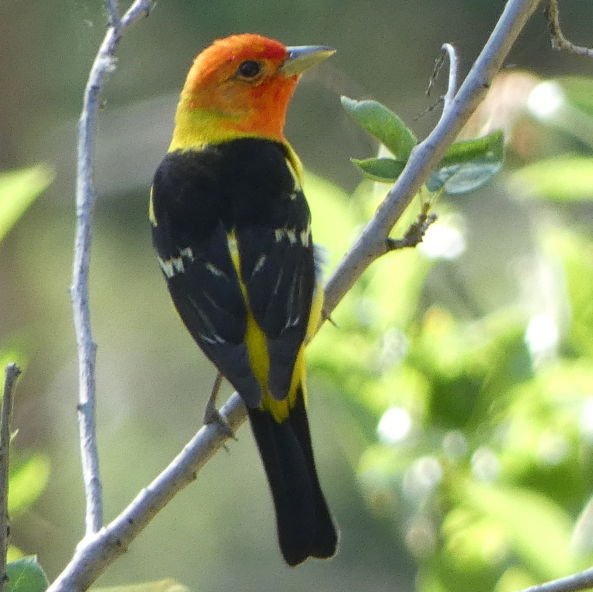 Western Tanager - ML620467387