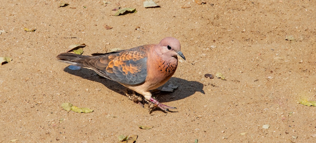 Laughing Dove - ML620467391