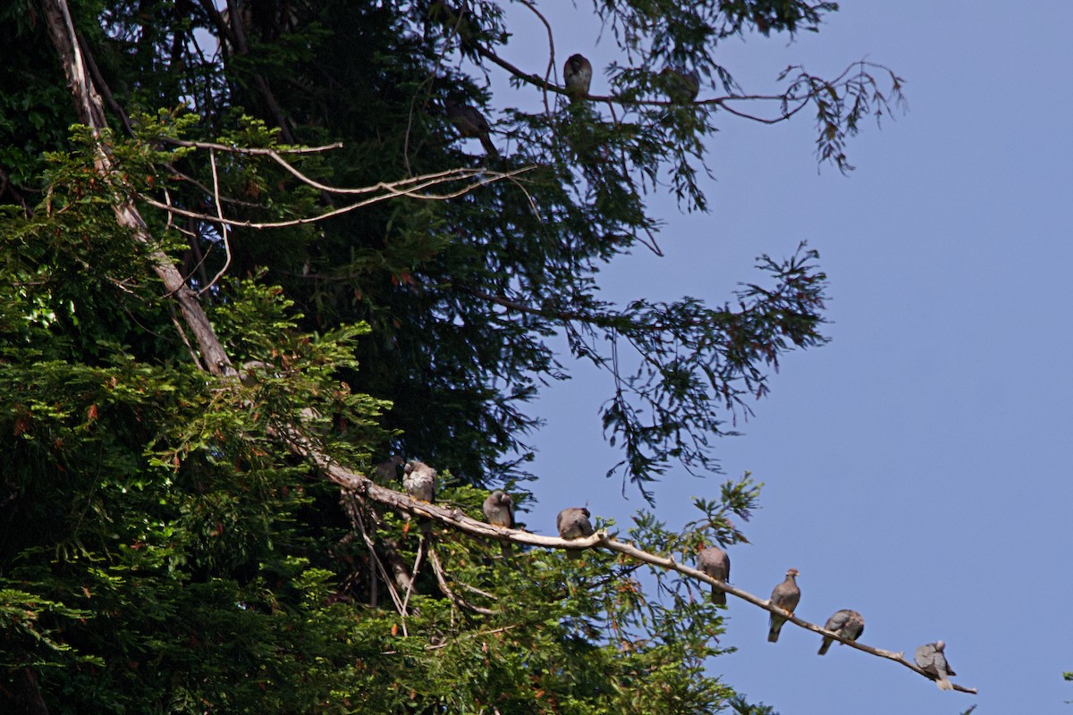 Band-tailed Pigeon - ML620467393