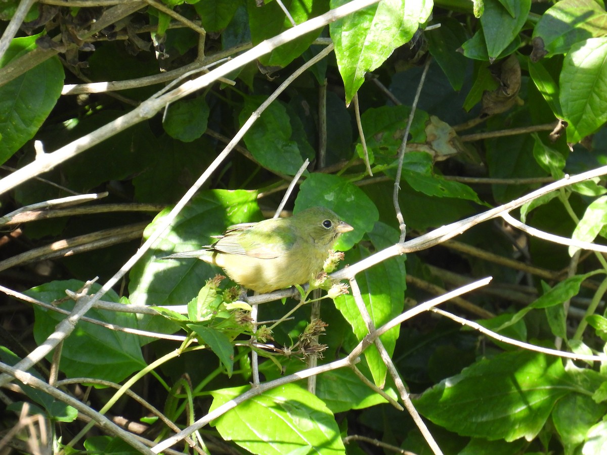 Painted Bunting - Klenisson Brenner