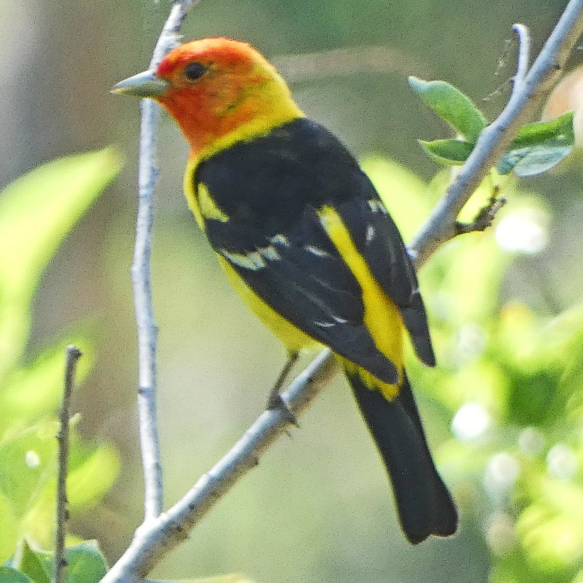 Western Tanager - ML620467404