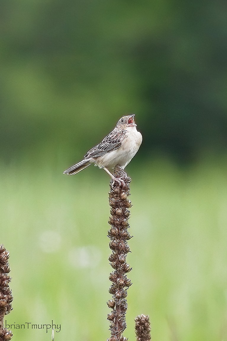 Grasshopper Sparrow - ML620467407