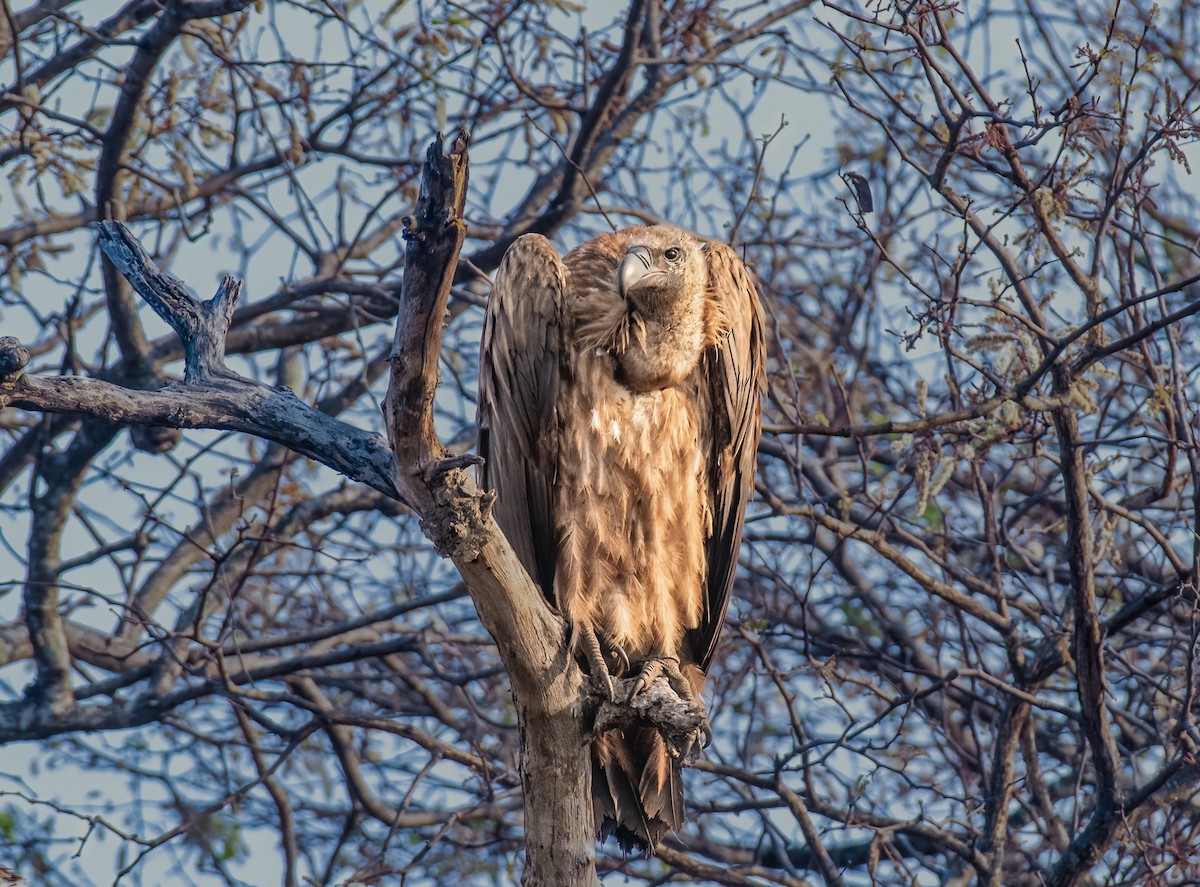 White-backed Vulture - ML620467411