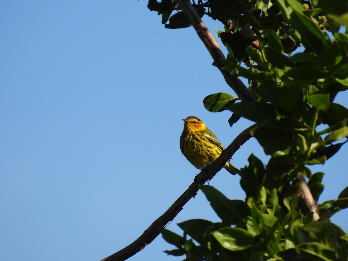 Cape May Warbler - ML620467412