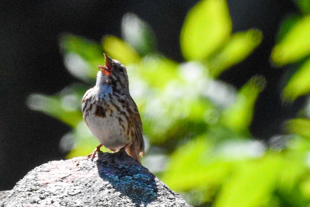 Song Sparrow - ML620467417