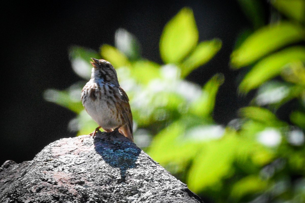 Song Sparrow - ML620467418