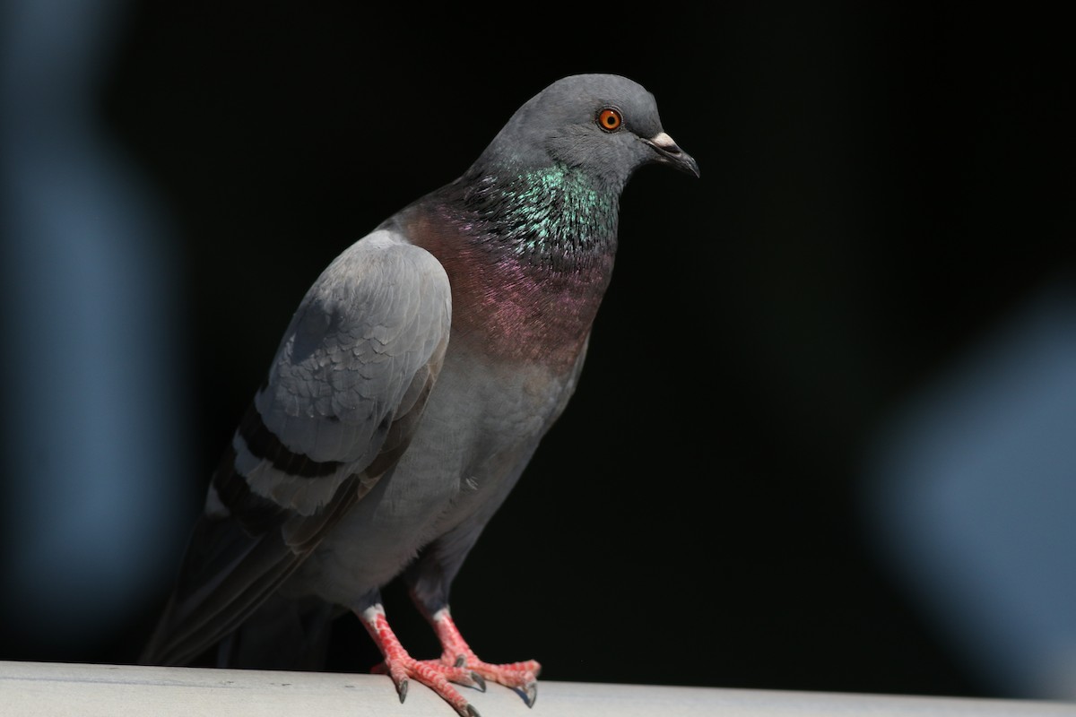 Rock Pigeon (Feral Pigeon) - ML620467421