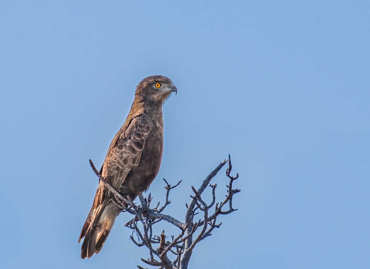 Brown Snake-Eagle - ML620467424