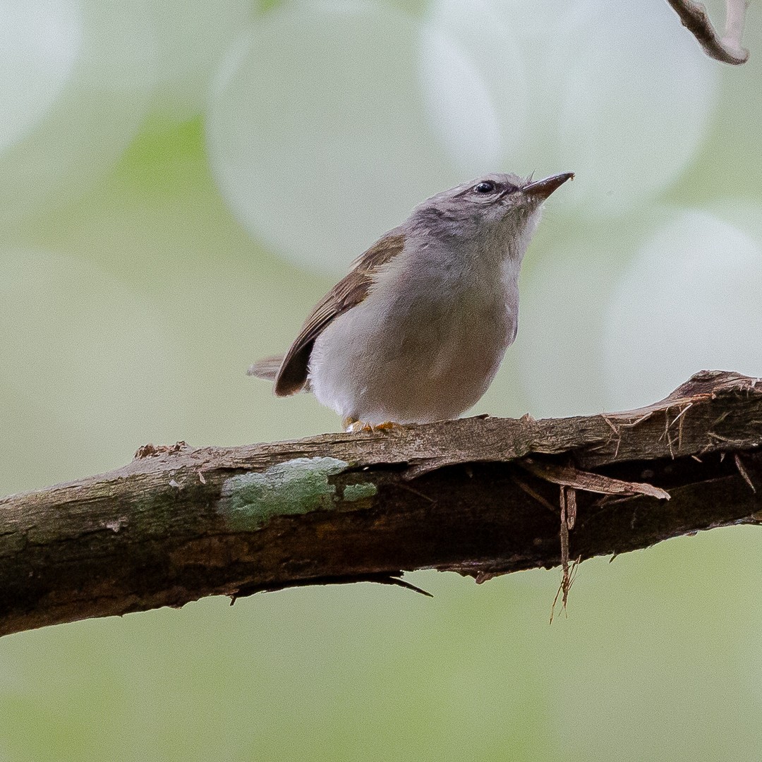 Golden-crowned Warbler - ML620467427