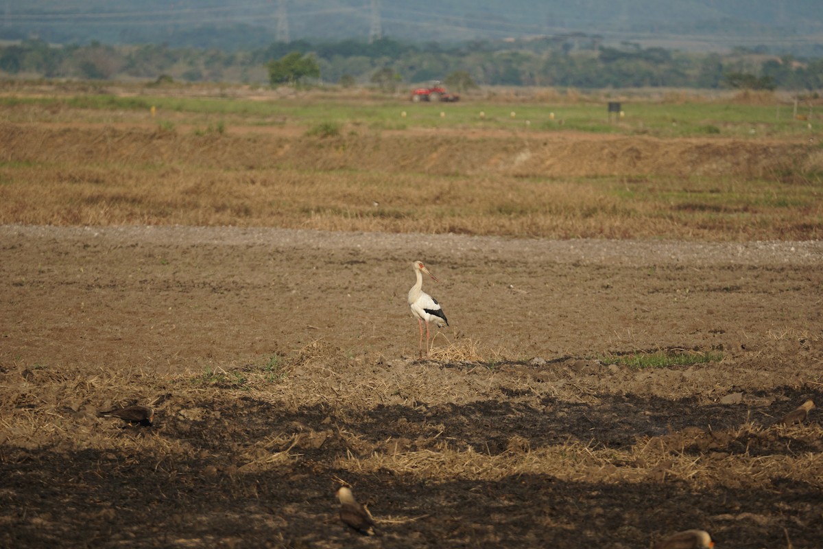 Maguari Stork - ML620467428