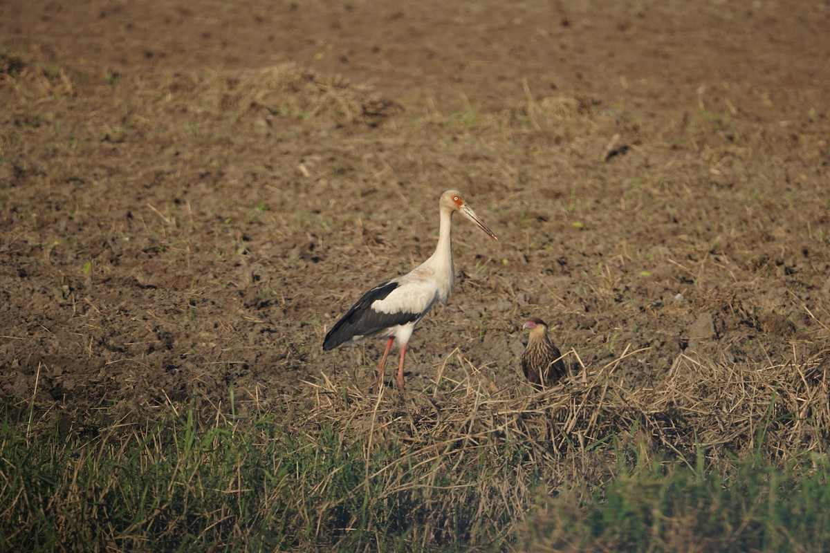 Maguari Stork - ML620467429