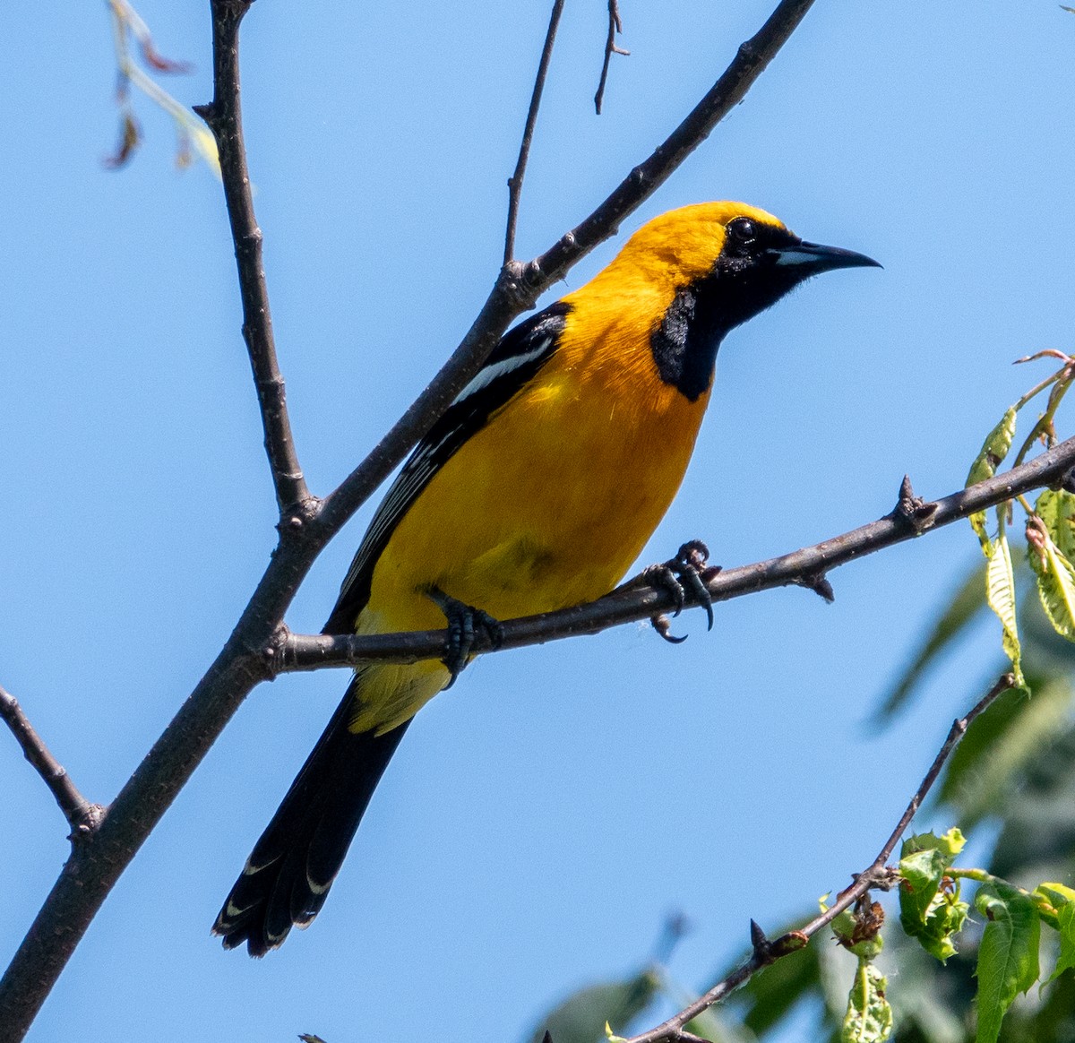 Hooded Oriole - ML620467430