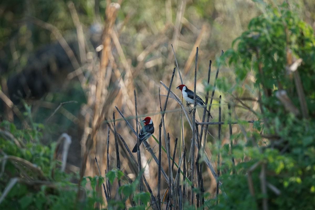 Red-cowled Cardinal - ML620467438