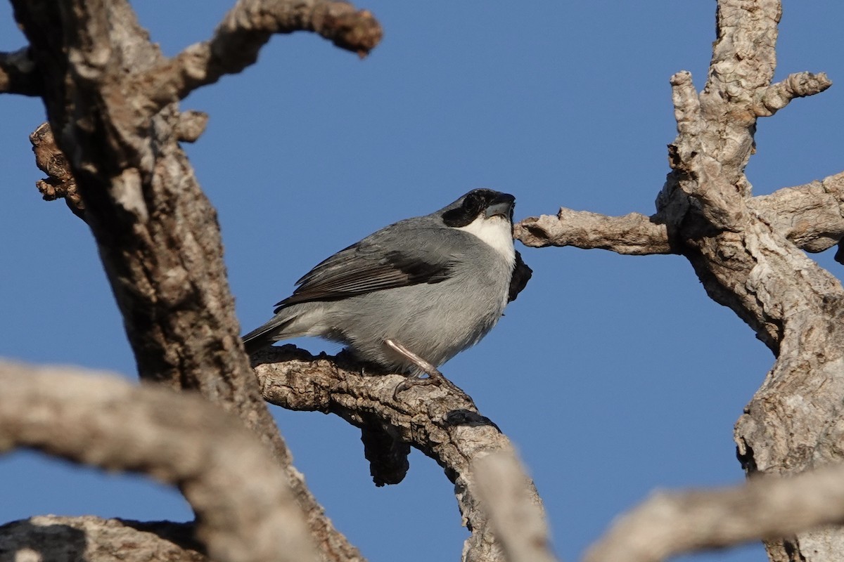 White-banded Tanager - ML620467439