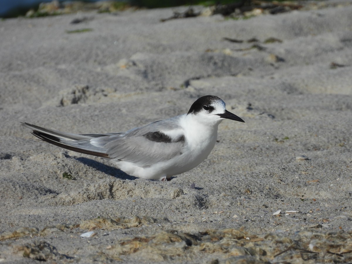 Common Tern - ML620467449