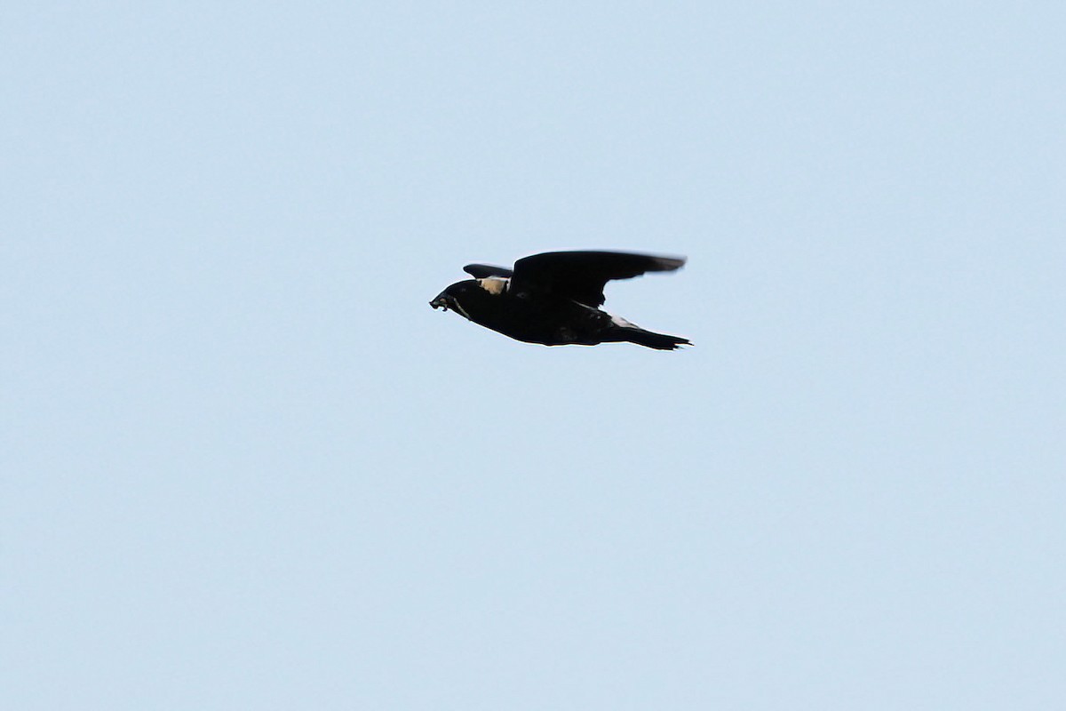 bobolink americký - ML620467451