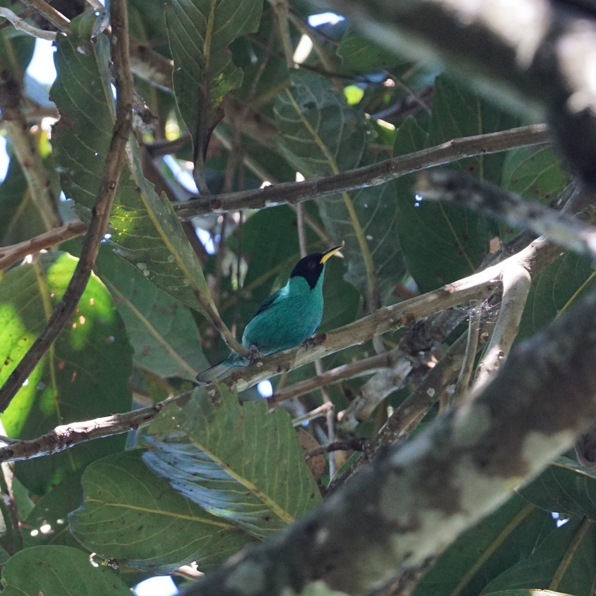 Green Honeycreeper - ML620467458