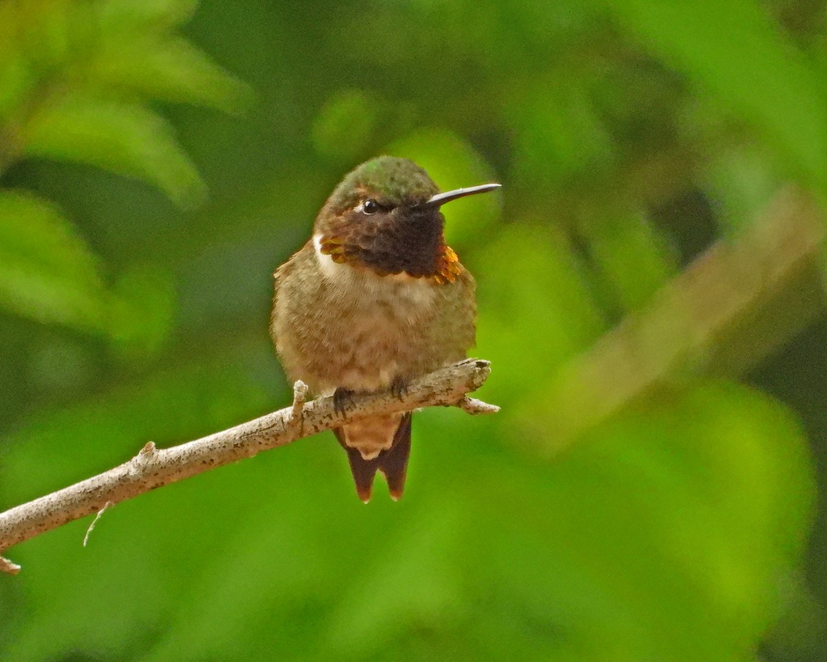 Ruby-throated Hummingbird - ML620467460
