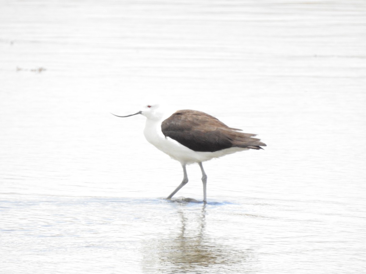 Andean Avocet - ML620467468