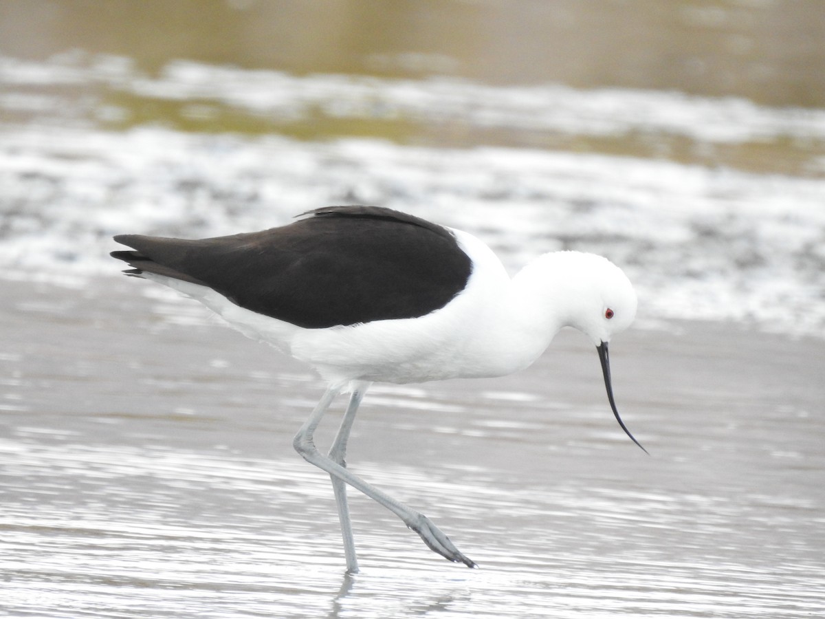 Avocette des Andes - ML620467475