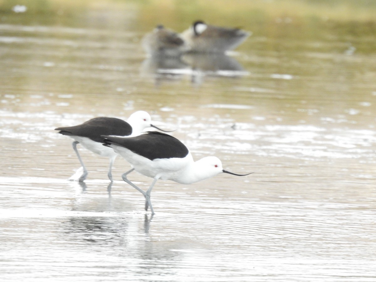 Avocette des Andes - ML620467476