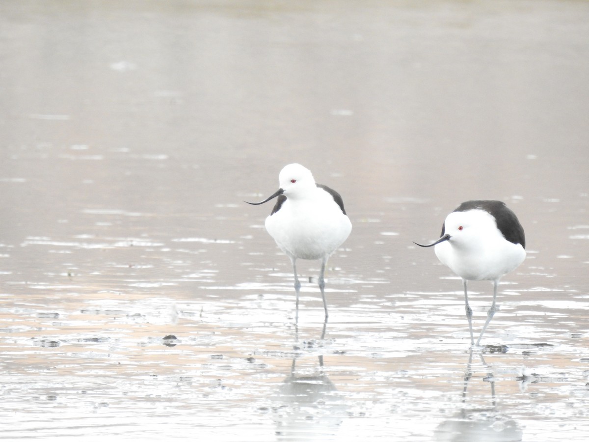 Andean Avocet - ML620467478