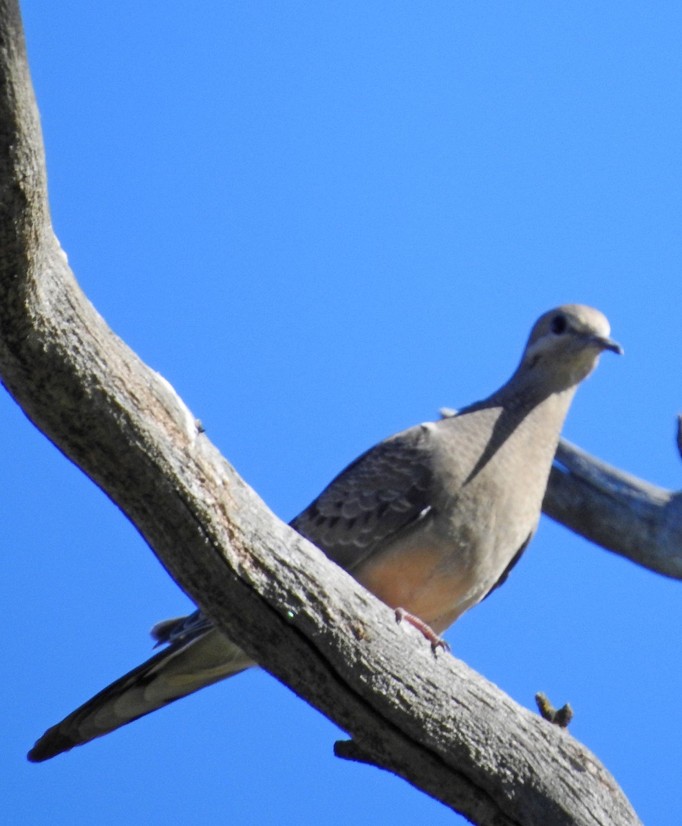 Mourning Dove - ML620467481