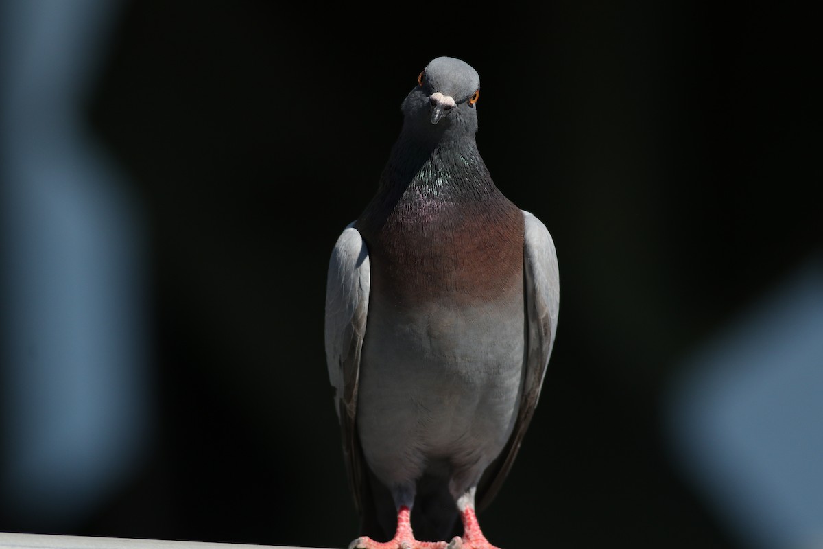 Rock Pigeon (Feral Pigeon) - ML620467482